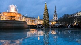 Tento strom pojí britsko norské přátelství.