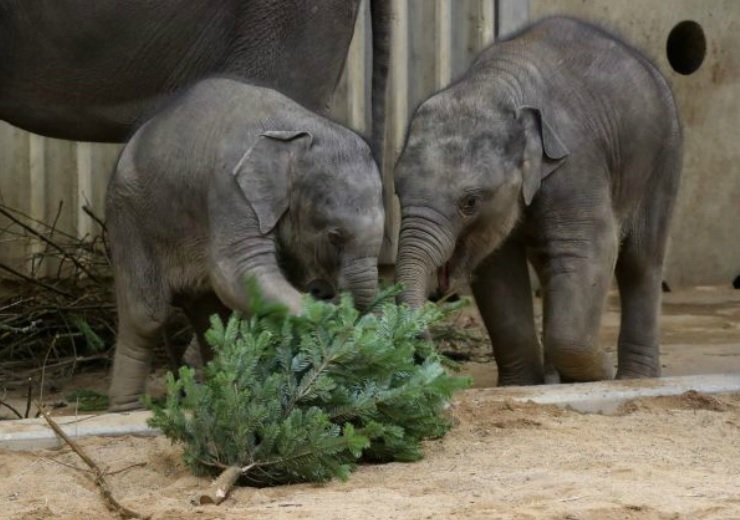 Neprodané stromky putují do zoologických zahrad.