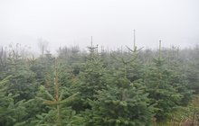 Velký přehled: Za kolik koupíte vánoční stromky!