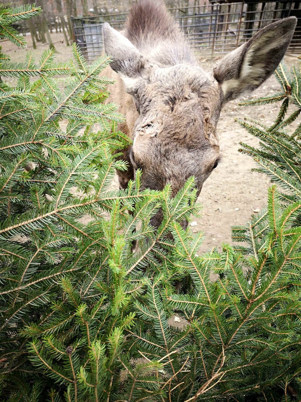 Pro losí rodinku v brněnské zoo jsou vánoční stromky zpestřením jídelníčku.