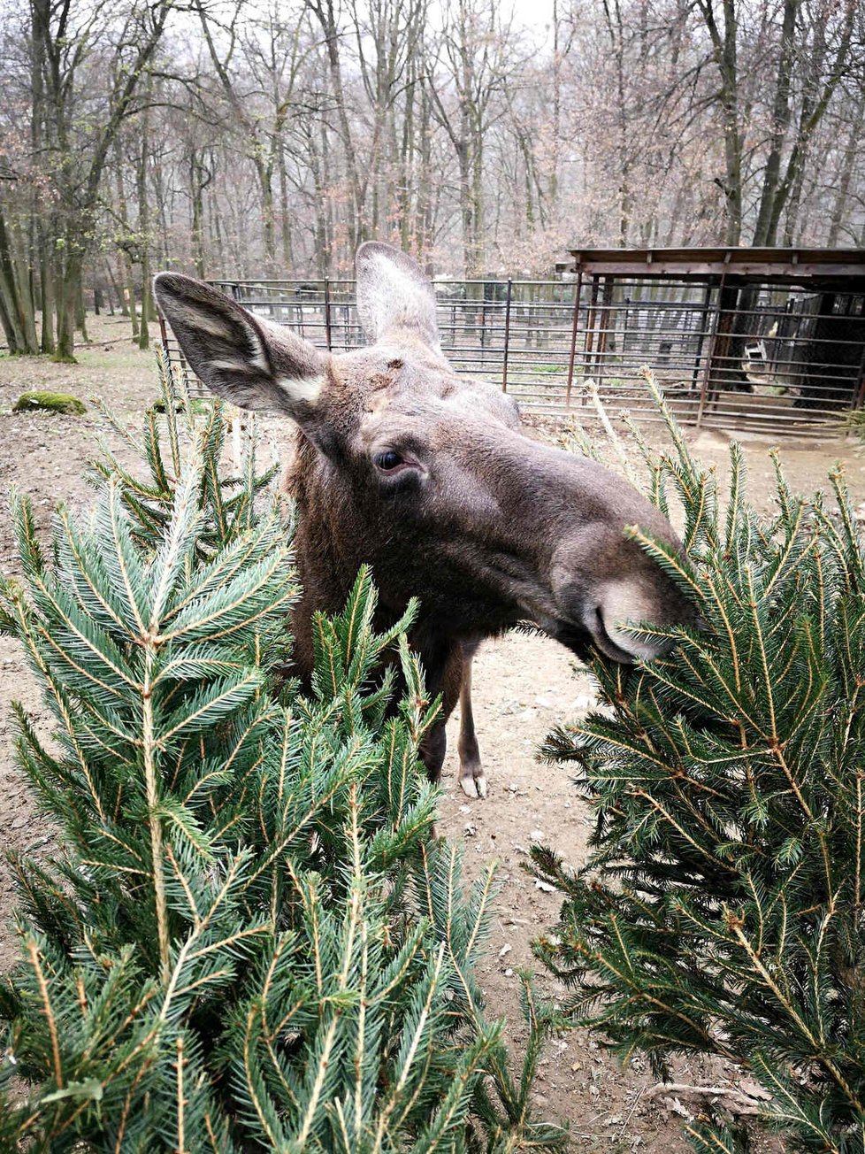 Pro losí rodinku v brněnské zoo jsou vánoční stromky zpestřením jídelníčku.