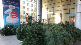 Vánoční stromky zdražily! Za ty luxusní zaplatíte i tři tisíce