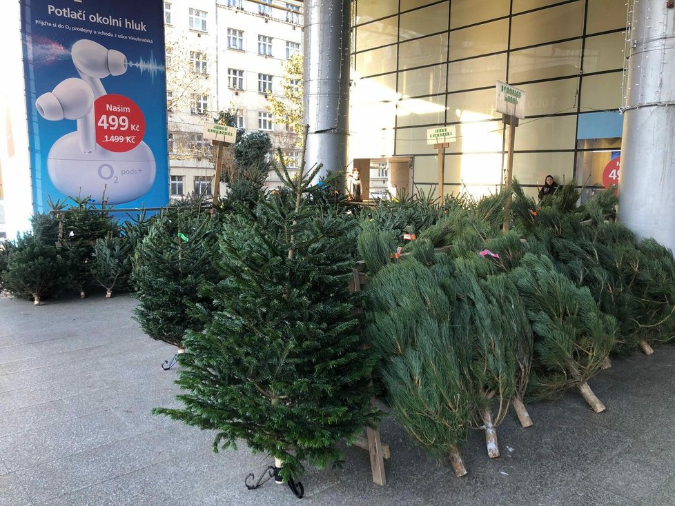 Prodej vánočních stromků na Floře