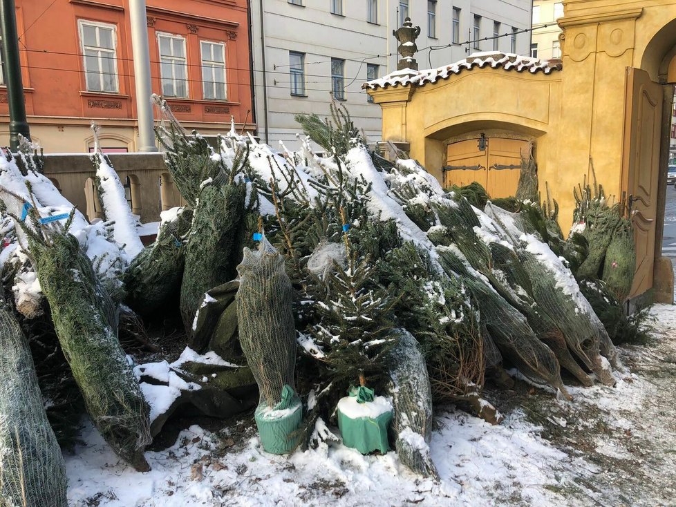 Prodej vánočních stromků u Faustova domu