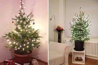 Udělejme z půjčování stromků v květináči novou vánoční tradici! Tohle je nápad jako od Ježíška