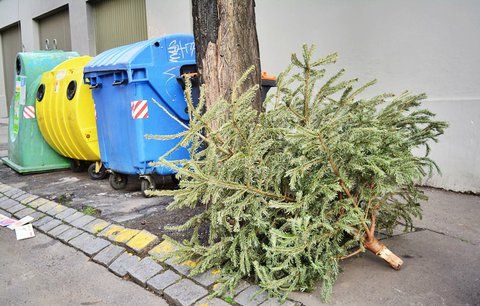 Co s vánočním stromkem po svátku Tří králů? Pražanům stačí stromek odnést k popelnicím