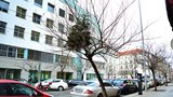 Vánoce v Praze 2 nekončí. Stromek v koruně stromu dál zkrášluje ulici