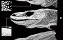 Brnění komodských draků tvoří čtyři různé typy osteodermů – dvakrát víc než u jiných druhů plazů