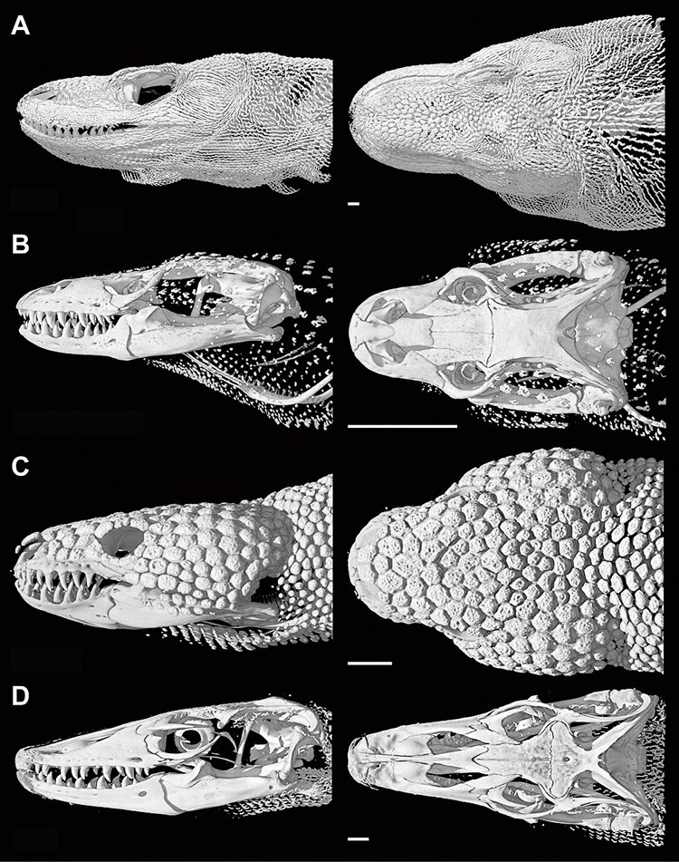 3D model lebek a osteodermů různých ještěrů. A) varan komodský, B) varanovec bornejský, C) korovec jedovatý, D) varan skvrnitý