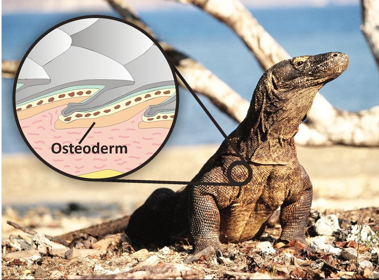 Infografika ukazuje, jak osteodermy vyztužují šupiny komodských draků