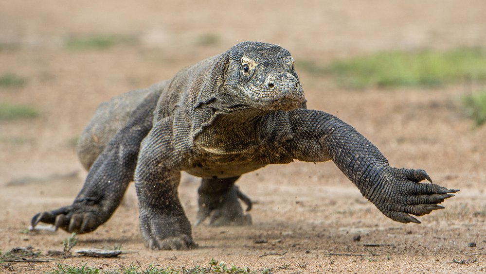 Varani komodští vyvinou rychlost až 20 km/hod