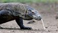Varan komodský, komodský drak či jazykem místních lidí ora je největším suchozemským ještěrem na světě.