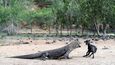 Varan komodský, komodský drak či jazykem místních lidí ora je největším suchozemským ještěrem na světě.