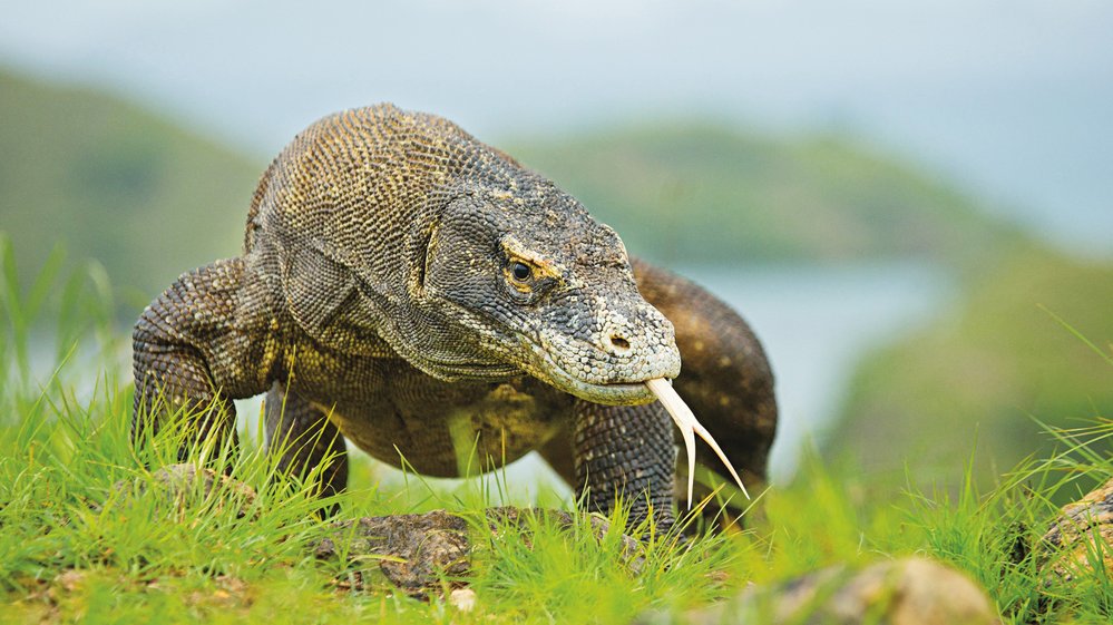 Rekordní jedinci varana komodského měří 3 metry a váží kolem 70 kg