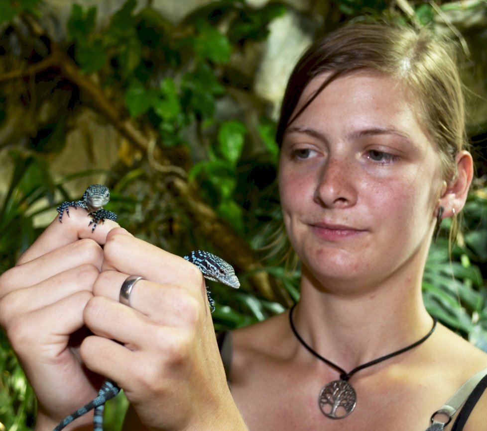 Ošetřovatelka plazů Kristýna Winkelhöferová (26) ukazuje mláďata varana modrého.