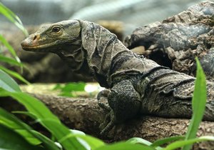 Vzácný varan plodožravý v plzeňské zoo.