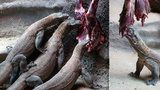 Varani z pražské zoo milují krvavou hostinu! Společné krmení „draků“ v Evropě nemá obdoby