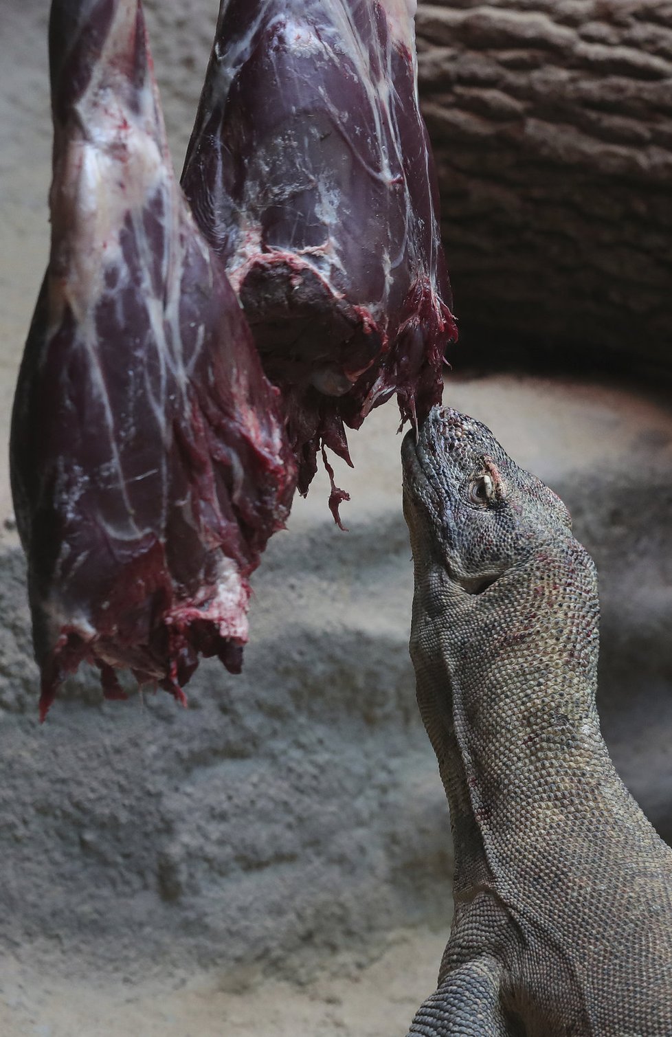 „Draci“, jak se varanům komodským říká, milují krvavou hostinu.