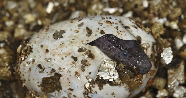 V Zoo Praha se vylíhlo šest mláďat varanovce bornejského – nejtajemnějšího plaza světa.