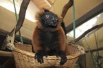 Dva dospělé samce variů červených a jednoho klučinu z řádu lemurů získala hodonínská zoo. Když se jim bude dařit, dostanou navíc i samičku.