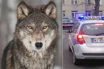 Překvapení čekalo varšavské strážníky v jedné ze čtvrtí polského hlavního města, kam je místní obyvatelé přivolali kvůli zraněnému psu, belhajícímu se po ulici. Na místě ale hlídka zjistila, že poraněné zadní tlapy nemá pes, ale dospělý vlk.