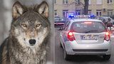 Strážníci se nestačili divit. Místo zraněného psa našli na ulici ve Varšavě vlka