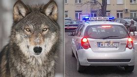 Překvapení čekalo varšavské strážníky v jedné ze čtvrtí polského hlavního města, kam je místní obyvatelé přivolali kvůli zraněnému psu, belhajícímu se po ulici. Na místě ale hlídka zjistila, že poraněné zadní tlapy nemá pes, ale dospělý vlk.