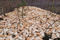 Bizarní nález v lese nedaleko Varšavy: Mezi stromy ležely stovky housek