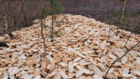 Bizarní nález v lese nedaleko Varšavy: Mezi stromy ležely stovky housek