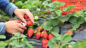 Jak si zajistit dobrou úrodu ovoce: Jaké vybrat hnojivo a jak poznáte plíseň?