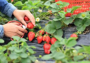 Jak si zajistit dobrou úrodu ovoce?