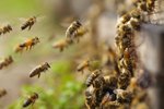 Jak začít se včelařením?