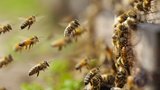 Jak se stát včelařem: Co všechno udělat na začátku?