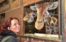 Ošetřovatelka žiraf Šárka (25) z Brna se stále učí rozumět zvířatům.   