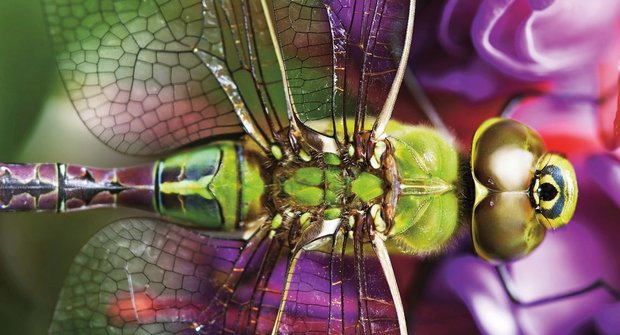 Předvídavé vážky: Proč kořist neunikne