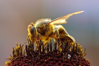 Na včely účinkuje kokain stejně jako na lidi