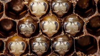 Famózní video, které ukazuje 21 dní zrození včely v pouhých 60 vteřinách 