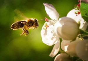 Proti hmyzu bez chemie: Jak se zbavit otravných včel a komárů?