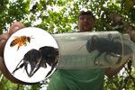 Největší včela světa překvapila. Měla být vyhynulá, tým expertů ji ale našel v indonéském pralese