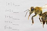 Včelí mozek je schopný jednoduchých výpočtů, včetně sčítání a odčítání (ilustrační foto)