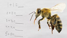Včelí mozek je schopný jednoduchých výpočtů, včetně sčítání a odčítání (ilustrační foto)