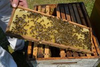 Historický šerm, roboti i včely: Neobvyklé pražské kroužky, které děti budou bavit