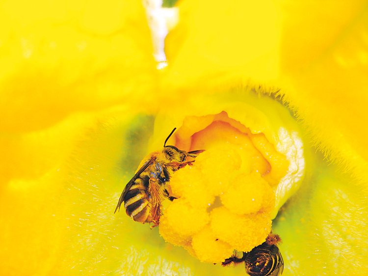 Samotářská včela stepnice Peponapis pruinosa sbíra pyl tykvovitých rostlin