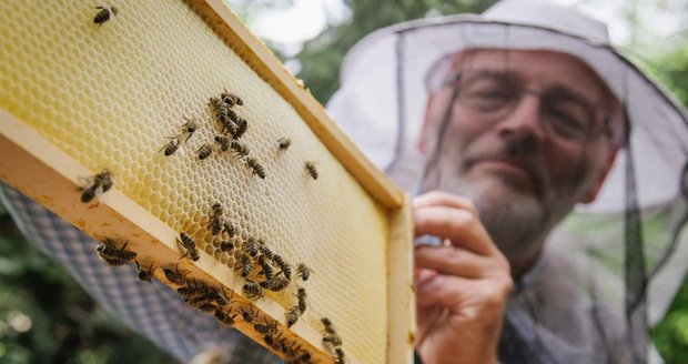 V komunitní zahradě Prales je možné si pronajmout včelí úly a stát se tak včelařemna zkoušku