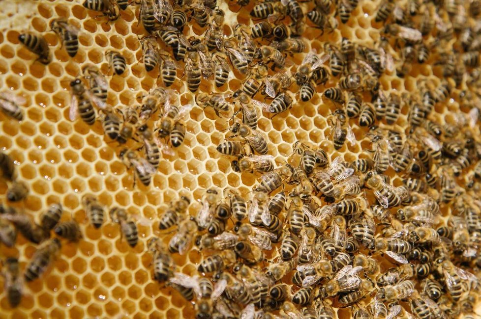 V komunitní zahradě Prales je možné si pronajmout včelí úly a stát se tak včelařemna zkoušku