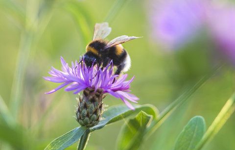 Vosy a včely můžou přivodit silnou alergii! Jak poznáte, že je zle?