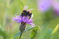 Vosy a včely můžou přivodit silnou alergii! Jak poznáte, že je zle?