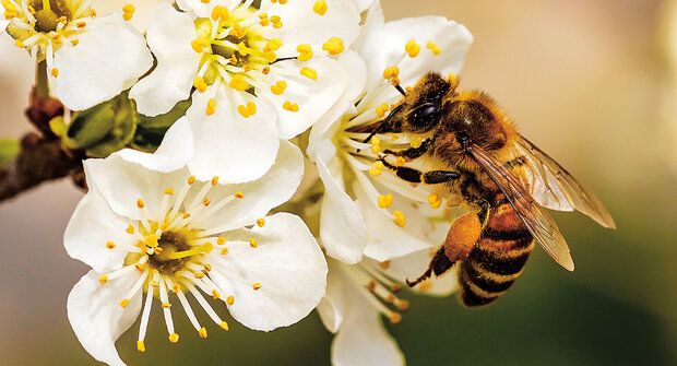 Matematičtí géniové: Včely poznají sudý a lichý počet