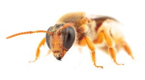 Noční včely: Přistižení opylovači se neřídí denním světlem