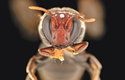 Australská včela Meroglossa gemmata byla pozorována, jak v noci opyluje kajeputové stromy